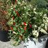 Fish Pepper